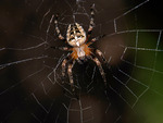 Spider in Web