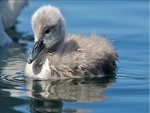 Baby Swan