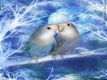 Winter LoveBirds