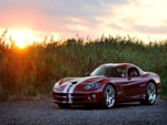 Beautiful Viper