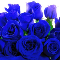 BLUE ROSES