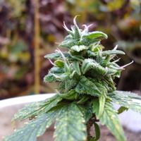 Purplehair bonsi weed