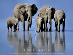 Tolerance - Elephants F2