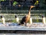 Giant Cormorant on the Titannic