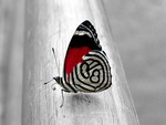 Unique Butterfly