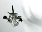 flying cat