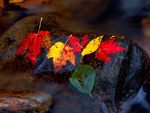 Autumn Leaves at Mountain torrent