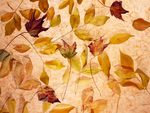 Autumn Leaves Collage 