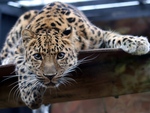 A Curious Leopard