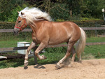 Haflinger Horse 