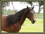Tennessee Walking Horse