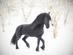 Friesian of the Snow