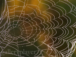 Dew dropped web 