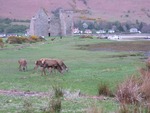 red deer grazing