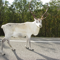 White Reindeer at E94 Alta - Hammerfest