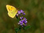 yellow butterfly