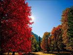 Red Autumn Light
