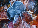 Frosted Leafs