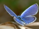 blue butterfly