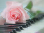 pink piano rose
