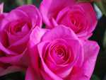 Hot Pink Roses