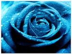 Bleu Rose