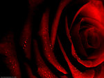 Red Romance Rose