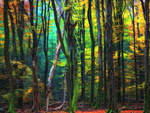 Painted forest
