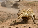 Crocodile Run