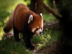 Red Panda