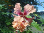 Beautiful pink hibiscus flower
