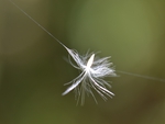 Seed caught in a spiders web
