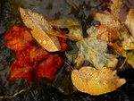 leaves in the water