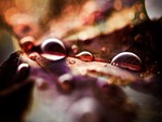 autumn droplets