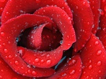 Romantic Rose