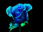 Blue Rose