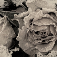 WINTERROSES