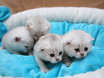 little white kitties