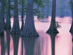 cypress trees
