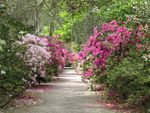 flower pathway