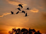 Flight at sunset