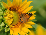 Butterfly on sunflower