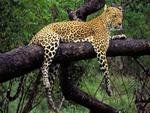 Lounging-Leopard