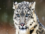 Snow Leopard
