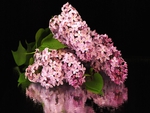 Lovely Lilacs