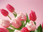 Tulips on pink