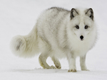 Artic Fox