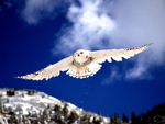 APPROACHING SNOW OWL