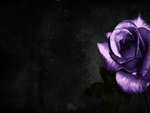 Purple Rose