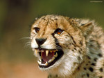 Angry Cheetah